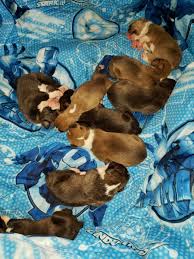 Boxer puppies for adoption in pa. Boxer Puppies For Sale Craigslist Ohio Petfinder
