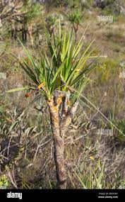 Image result for Velloziaceae