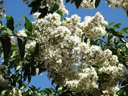 A prolific grower in the east texas forests. White Flowering Trees For Texas