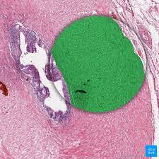 There are 3 different types of muscle: Smooth Muscle Structure Function Location Kenhub