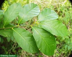 Image result for Linderniella