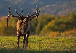 Take a few minutes and find something amazing to do on your next trip to pennsylvania. Elk County Pa Visit Pa Go Visit Pa Great Outdoors