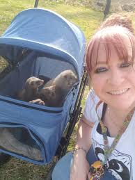 The Ferret Fiesta ferret show will be Saturday, May 2nd in West Bend,  Wisconsin. Entry forms, Sponsor forms, Raffle Donation forms & Hotel info  are available at our Ferret Fiesta group, the