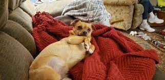 Furry Feet Rescue Inc. | Animal rescue service in Walnutport, PA