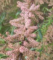 Image result for Tamarix pentandra