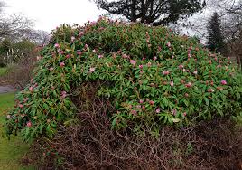 Anderenfalls beschädigen sie die triebe und das blütenwachstum im nächsten jahr. Das Grune Archiv Rhododendron Standort Pflanzung Und Pflege