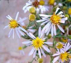 Image result for Aster chimanimaniensis