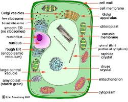 Image Result For Pencil Diagram Of Plant And Animal Cell For Class 9th Animal Cell Plant Cell Cell Diagram