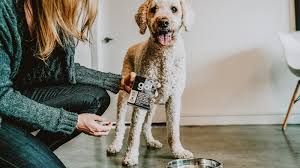 Sri lanka currently requires that both cats and dogs have a covid pcr test to be done 72 hours prior to departure. Wet Dog Food Go Solutions Tetra Pak Cartons