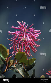 Image result for Impatiens oreocallis