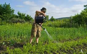 Are You Watering Your Veggies The Right Way Mnn Mother