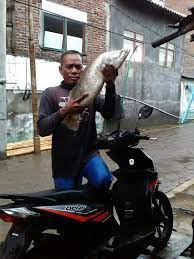 Ikan mas ini tahan terhadap parasit myxosporea. Trik Dan Teknik Mancing Ikan Kakap Putih