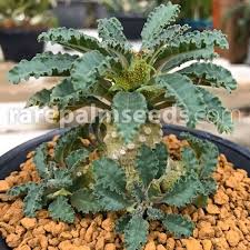 Image result for Dorstenia