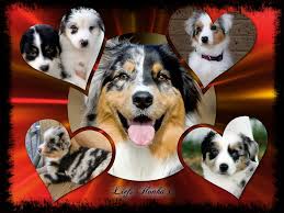 Pin On God S Beautiful Dogs