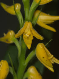 Image result for Polystachya galeata