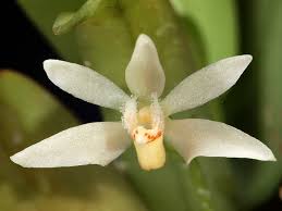 Image result for Bolusiella maudiae