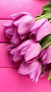 Tulip 4k Hd Wallpaper Spring Flower Pink Vertical Flower Wallpaper Flowers Spring Wallpaper