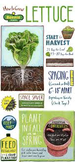 Tips For Growing Lettuce Infographic Bonnie Plants Growing Lettuce Plants Vegetable Garden