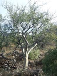 Image result for Brachystegia utilis × microphylla