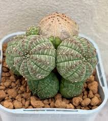 Image result for Euphorbia davyi