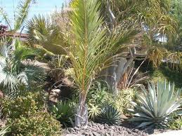 Image result for Raphia rostrata