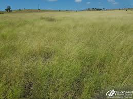 Image result for Aristida leucophaea