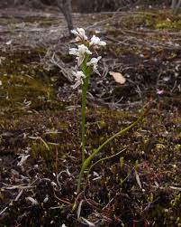 Image result for Rhipidoglossum ovale