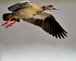البط البرى الطائر اجمل صور طيور In 2021 Animals Bird
