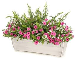 (the hope of sunny warmer days), it would most definitely be planning and planting my window boxes. 16 Full Sun Annuals For Patios And Window Boxes Proven Winners