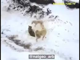 Kurt Vs Kangal Youtube
