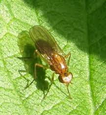 Image result for Millettia psilopetala