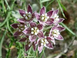 Climbing Milkweed Funastrum Cynanchoides Milkweed Milkweed Plant Purple Wildflowers