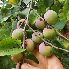 Image result for Diospyros