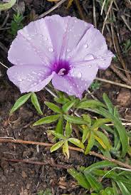 Image result for Ipomoea cairica
