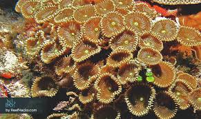 Ultimate Zoanthids Coral Hacking Guide With Amazing Pictures