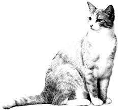 You can use our amazing online tool to color and edit the following real cat coloring pages. Realistic Cat Coloring Page