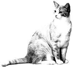 This coloring pages was posted in may 12, 2018 at 4:42 am. Realistic Cat Coloring Page
