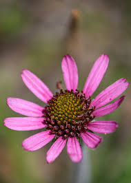 It is the flower used on the day of the dead to honor the dead and lead their ghosts to their families. Opinion The Flower That Came Back From The Dead The New York Times