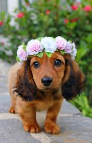 A Beautiful Dachshund Dog With Flowers Beautiful Dachshund Dog Flowers 2020 Sevimli Hayvan Yavrulari Sevimli Kopek Yavrulari Komik Hayvan Fotograflari
