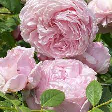 Pin On Gardening