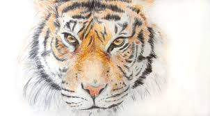 Items Similar To Colored Pencil Drawing Tiger Original Animal Art On Etsy Original Animal Art Animal Drawings Color Pencil Drawing
