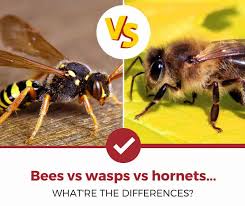 The distinction between carpenter bee vs bumble bee is a little less clear. Bees Vs Wasps Vs Hornets 14 Different Pictures Pest Strategies