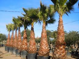 Image result for Washingtonia robusta