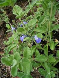 Image result for Polystachya villosa