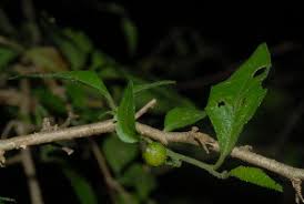 Image result for Erythrococca menyharthii
