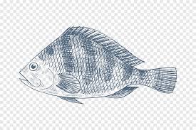 Resep memasak ikan nila yang enak, mulai ikan nila oriental hingga ikan nila bakar bumbu simak cara memasak ikan nila yang enak dan mudah untuk hidangan spesial bersama keluarga. Nile Tilapia Drawing Fish Oreochromis Aureus Fish Marine Mammal Seafood Png Pngegg