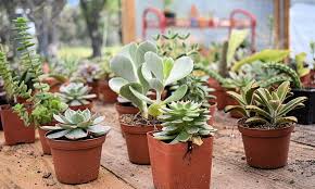 How To Pronounce Hypocotyl | Howtopronounce.Com