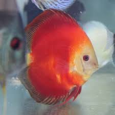 The bacheir is the smaller kind they are all big fish not babies assortment of 6 guppies, 2 swordtail, 3 orange tail & 1 tuxedo dragon free only purchased from pet store back in august. Best Fish Stores Near Me January 2021 Find Nearby Fish Stores Reviews Yelp