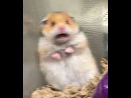 The Scream Of The Hamster Old Meme Read The Description Box Please Youtube