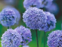 Plant in spring or fall. Enjoy 10 Off Spring And Summer Bulbs The English Garden